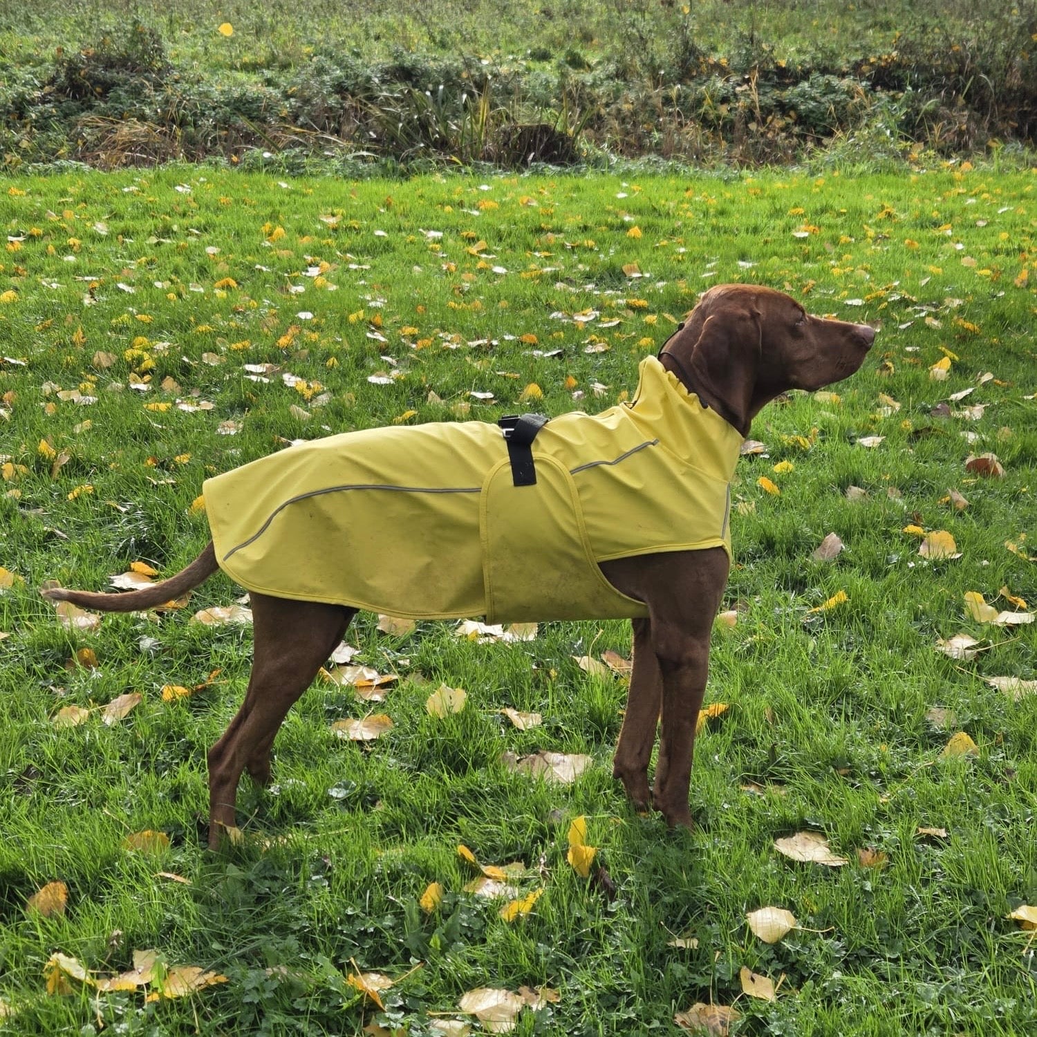 🐕 Accessoires & Wandelen