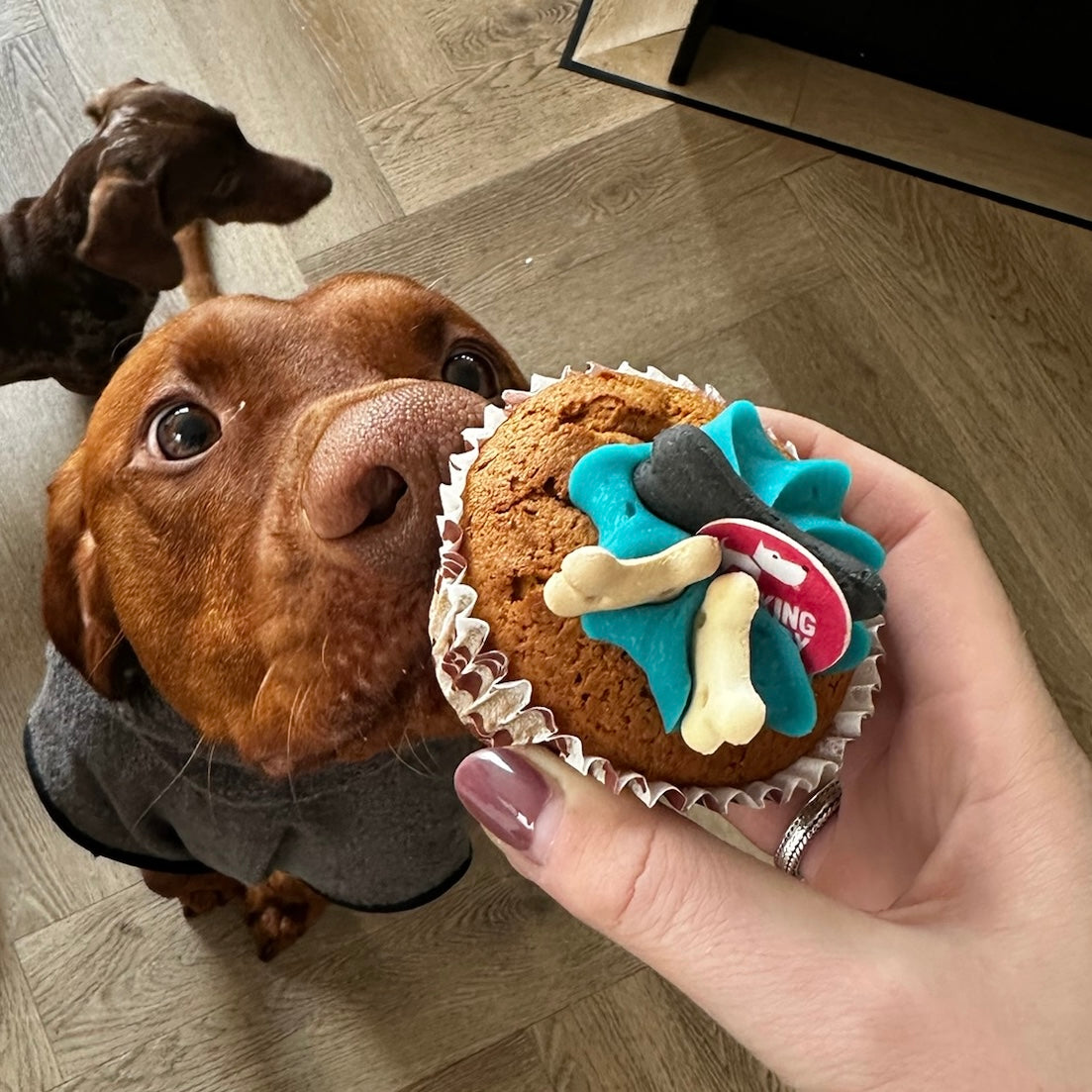 The Barking Bakery Carob Woofin With Blue Glaze