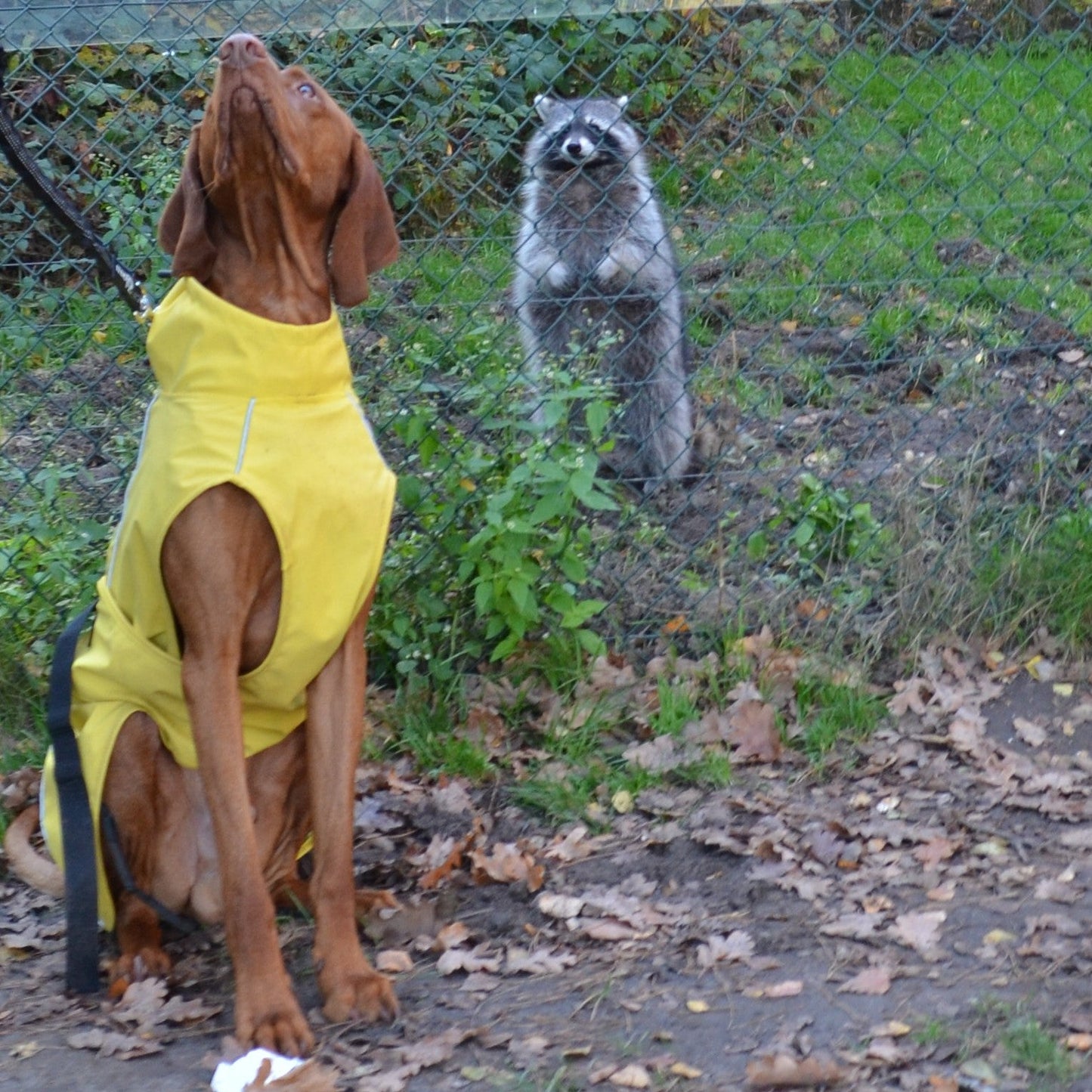 Trixie Raincoat Dog Vimy Yellow